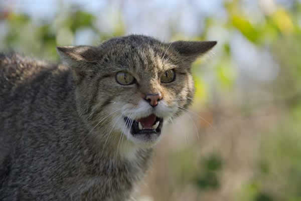 Des caméras pièges pour repérer les chats errants